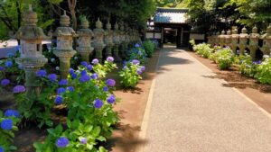 堀之内妙法寺の石塔と紫陽花