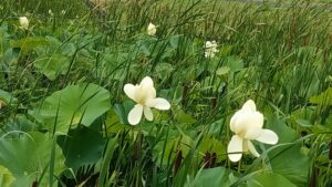 内牧黒沼公園の白いハス