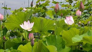 内牧黒沼公園のピンクのハス