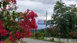 龍勢会館近くのサルスベリの街路樹