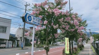 武蔵五日市駅近くのサルスベリの街路樹