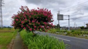 国道140号とサルスベリ