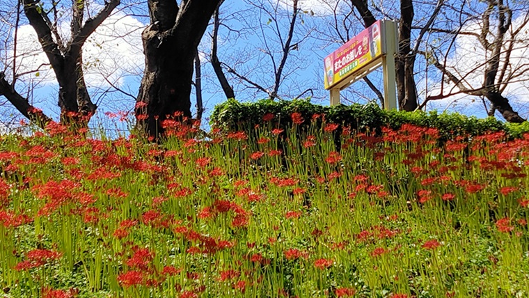 権現堂公園の彼岸花