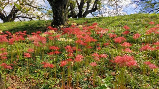 さくら堤公園の彼岸花