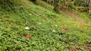 薬師池公園の白と赤の彼岸花