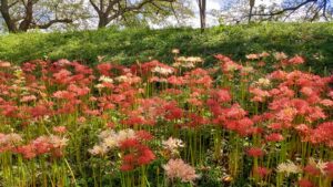 さくら堤公園の彼岸花の群生