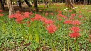 みずほエコパークの彼岸花の群生