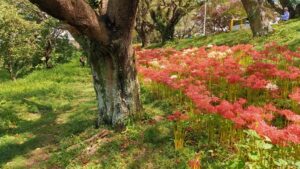 さくら堤公園の桜の幹と彼岸花