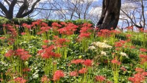 幸手権現堂桜堤の彼岸花と青い空