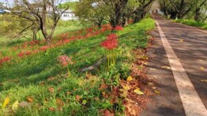 さくら堤公園の彼岸花とサイクリングロード