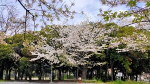 都立赤塚公園番場地区の桜