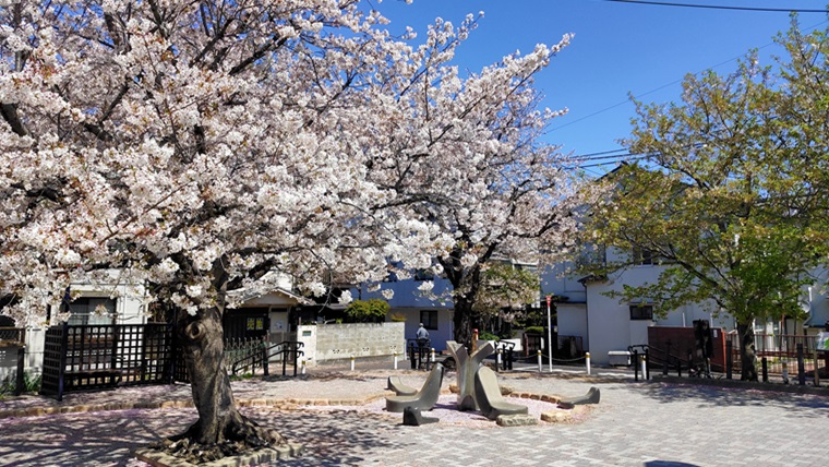 本町さくら公園の桜