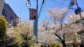 上北沢の桜並木と商店街の看板