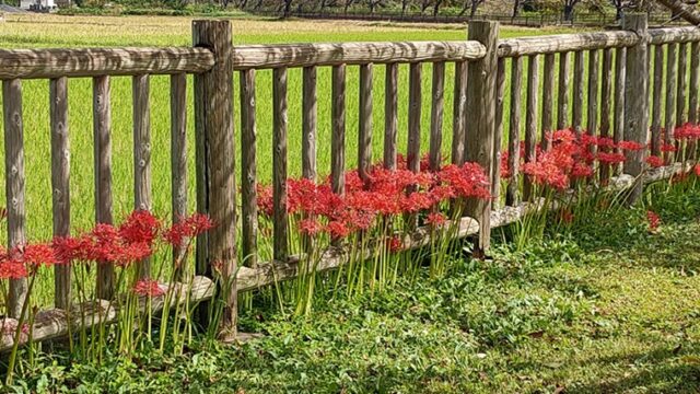 庄和道の駅さくら公園の彼岸花