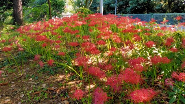 ふかや緑の王国の彼岸花の群生