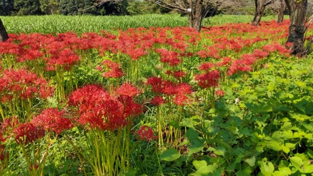 鹿島古墳群の彼岸花の群生