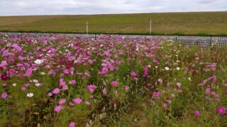 吉川市上内川のコスモス畑