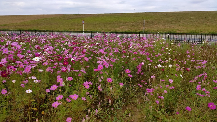 吉川市上内川のコスモス畑