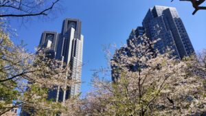 新宿中央公園の桜と東京都庁