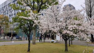 中野四季の森公園の桜の若木