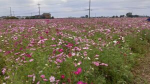 上内川のコスモス畑のコスモスの群生