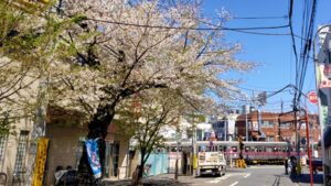 上北沢の桜並木と京王線