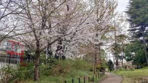おとめ山公園東側の桜
