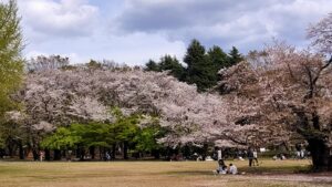 光が丘公園芝生広場の桜