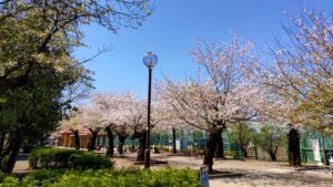 羽根木公園の桜並木