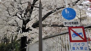 神田川のいきいきウォーク新宿と桜