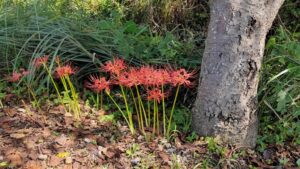 中庄内桜並木の彼岸花