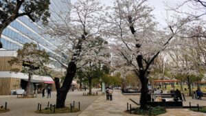 中野四季の森公園の桜の古木