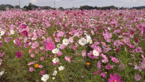 江ヶ崎の白やピンクのコスモス畑