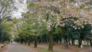 光が丘公園の桜並木