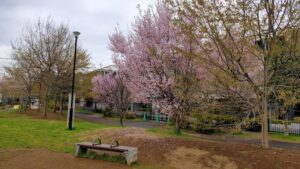 おとめ山公園西側の桜