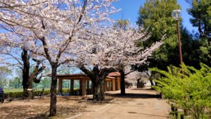 羽根木公園の桜とパーゴラ