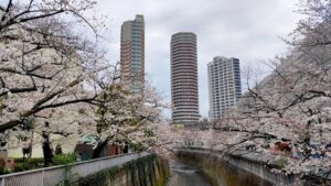 神田川沿いの桜と高層ビル