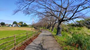 中庄内桜並木の散策路