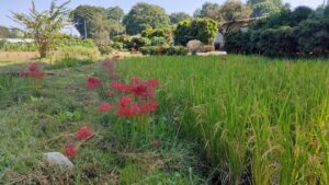 ふかや緑の王国の彼岸花と田んぼの景色