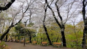 箱根山地区箱根山中腹の桜