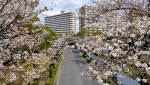 光が丘公園近くの桜の街路樹