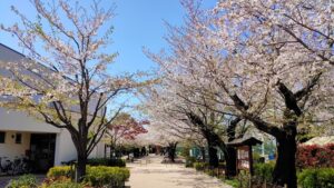 羽根木公園の桜と園路