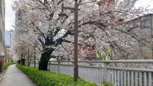 神田川沿いの桜といきいきウォーク新宿