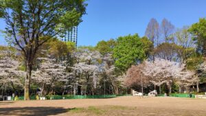 新宿中央公園北エリアの広場の桜