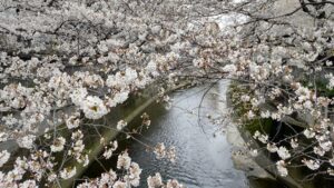 神田川と桜