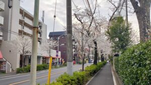 新青梅街道の桜並木