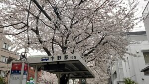 中野通りの桜並木とバス停