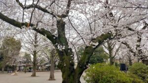 新井薬師公園の桜