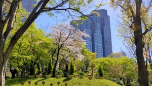 新宿中央公園富士見台と桜