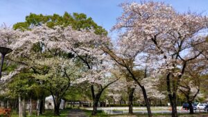 都立赤塚公園中央地区の桜